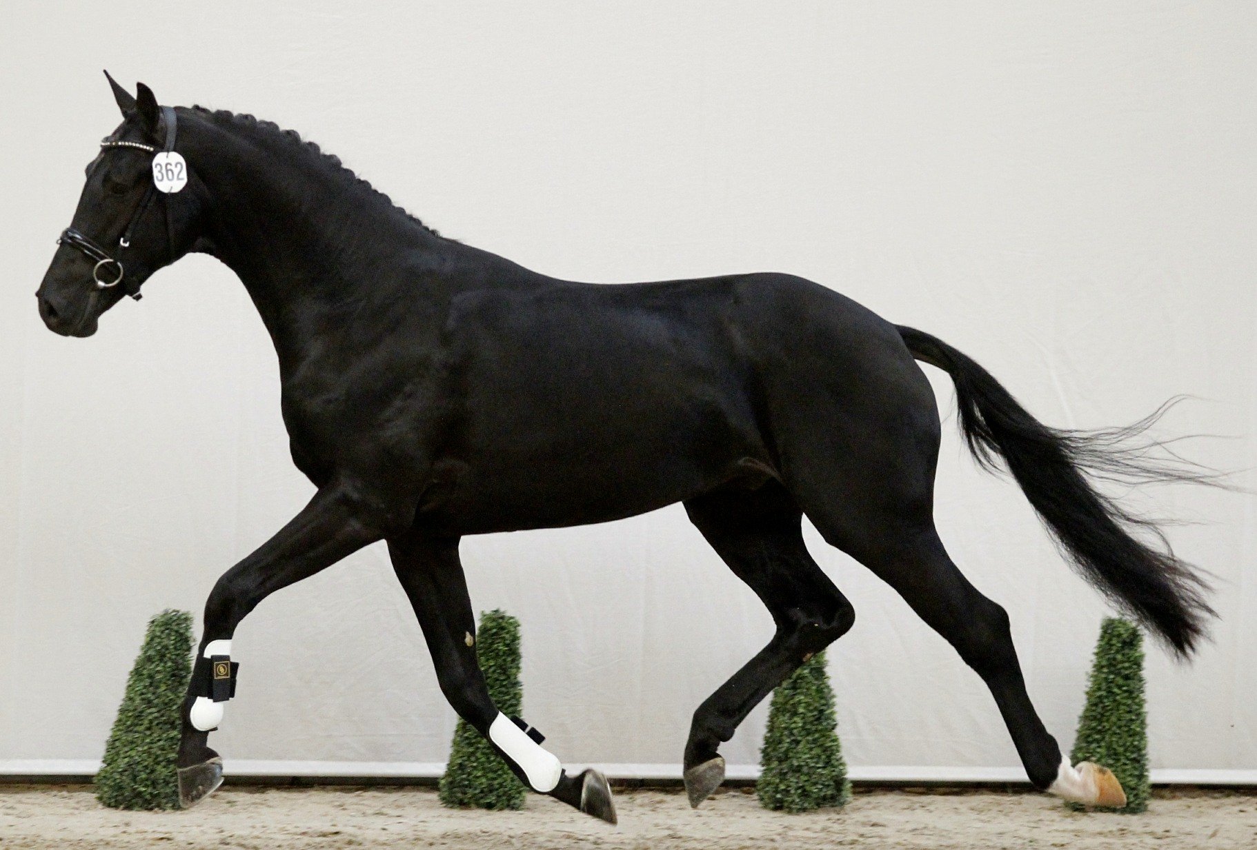 Jive D door naar 2e bezichtiging KWPN hengstenkeuring