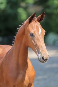 Wereusa
