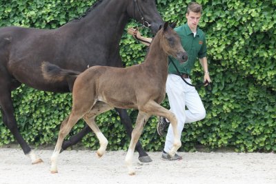 Amazing foal of Negro!