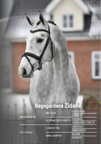 Bøgegardens Zidane goedgekeurd in Denemarken