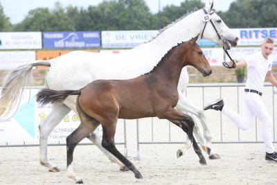 Comthago veulen van W. Oosterveld succesvol op veulenkeuring Tolbert