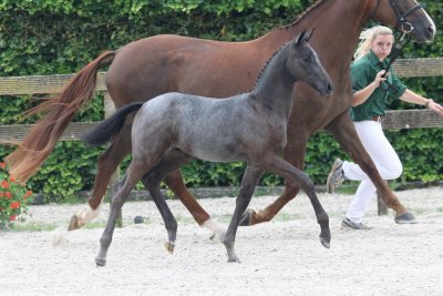 Cornet Obolenksy foals!