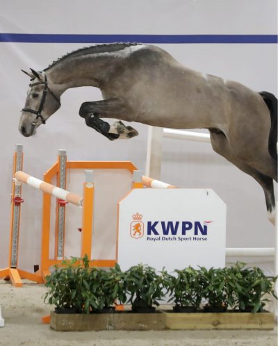 Cycloon R&D Z selected for the KWPN performance test!