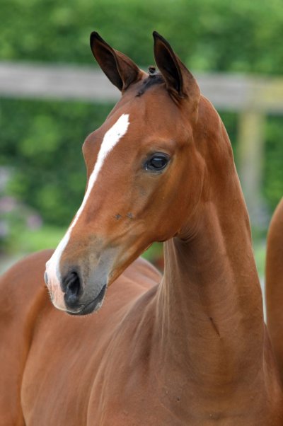 Ferdeaux and Franklin foals