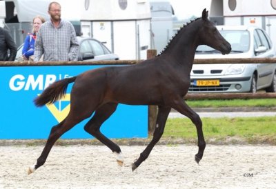 Jayda (v.Desperado) kampioen merrieveulens CK Friesland