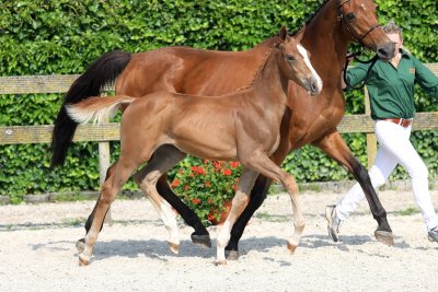 Kwaliteit met Carrera VDL!