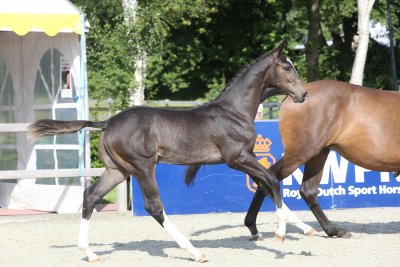 Moonlight D. reservekampioen op CK Tolbert