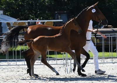 Odano res. kamp. bij hengstveulens springgericht Harich