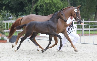 Opnieuw succes voor Starsale veulens.