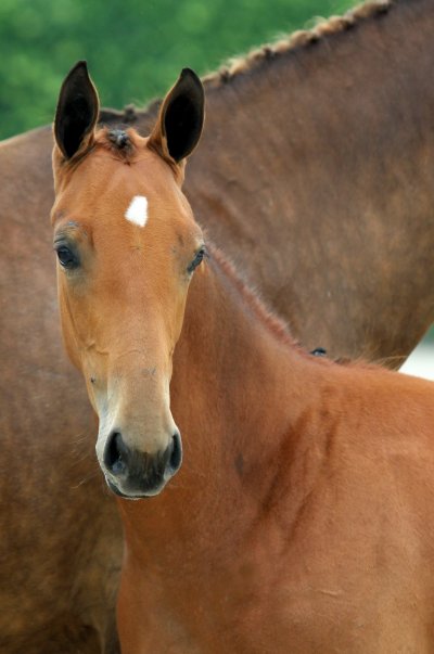 SINA line; mare foal!