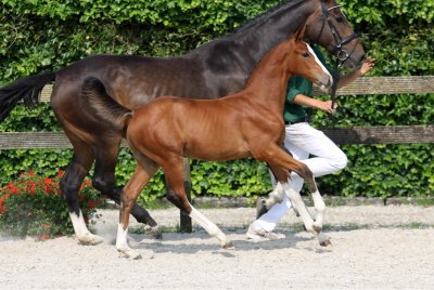 Starsale 2016: Genieten van TOPkwaliteit