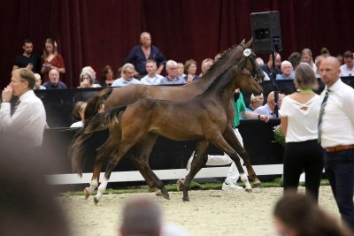 Starsale Auctions 2022!
