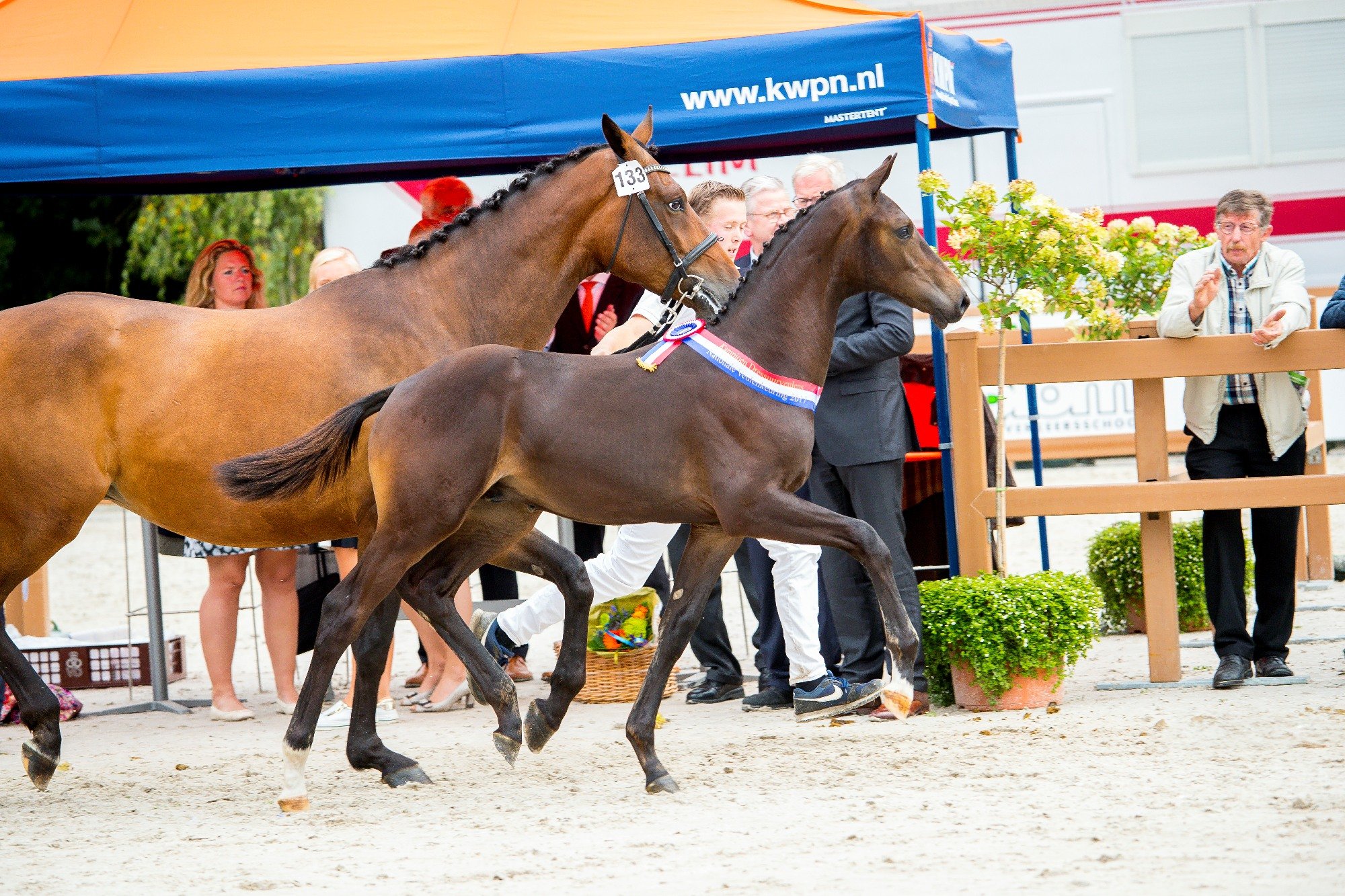 Starsale Auctions has Dutch Champion!