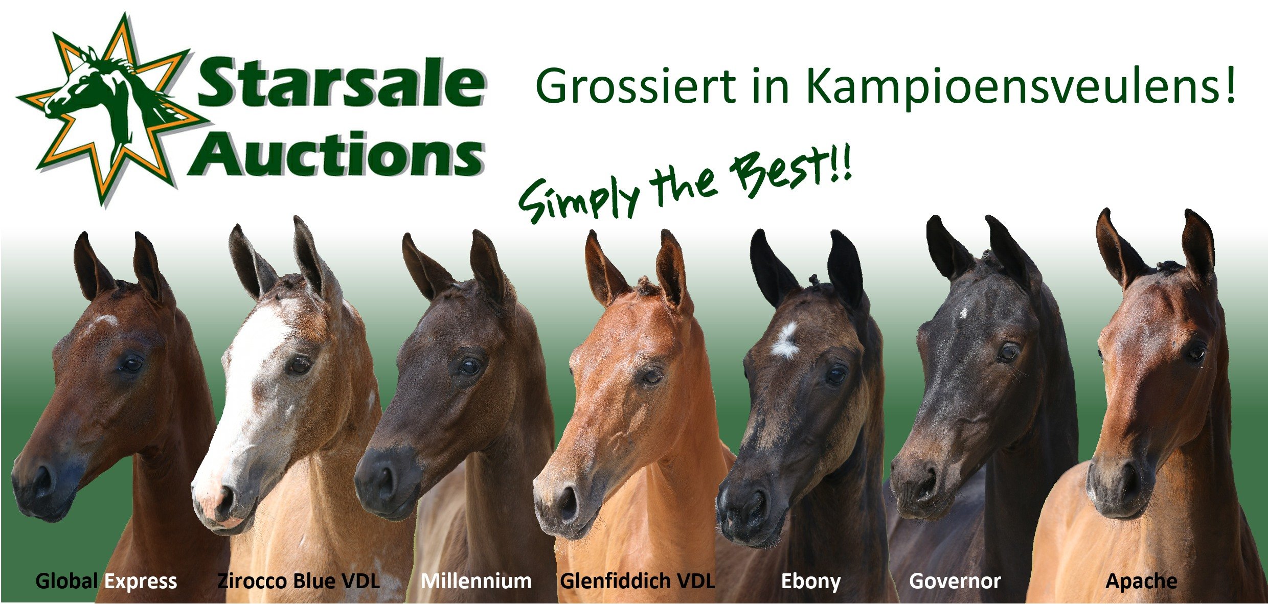 Starsale hat 7 Champion Fohlen!