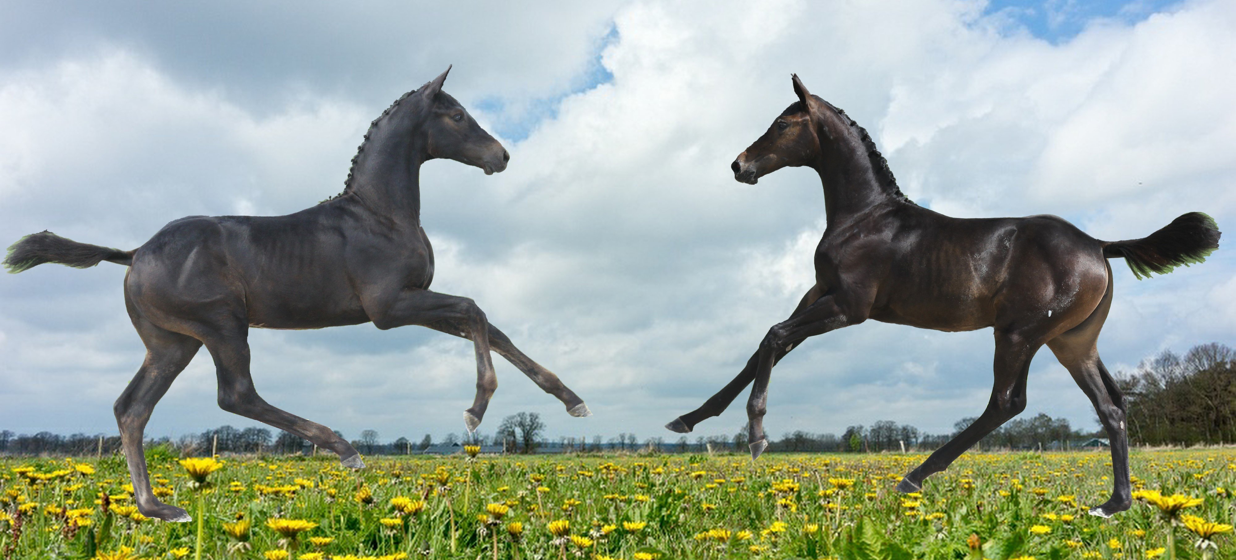 Starsale heeft geselecteerd voor het hoogst haalbare