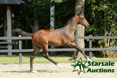 Starsale kijkt tevreden terug op de veiling!