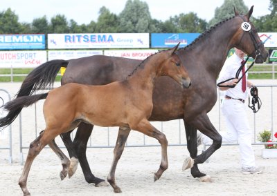 Starsale legt kampioen dressuurveulens Tolbert vast