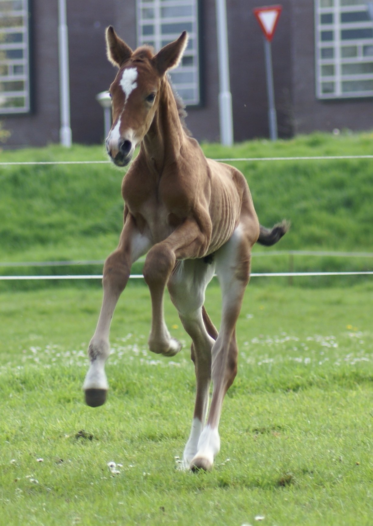 Starsale: zoekt TOPtalent