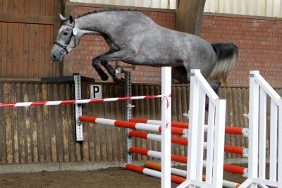 Sterke kwaliteit springpaarden in Varsseveld