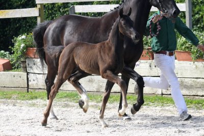 Top Sezuan foal!