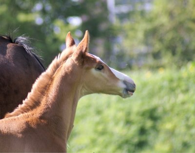 VEULENVEILING DRONTEN EN STARSALE AUCTIONS KIEZEN VOOR GEZAMENLIJKE ONLINE VEILING.