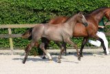 Zirocco Blue VDL foals