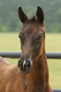 BRIGHT STAR VD CRUMELHAEVE Z