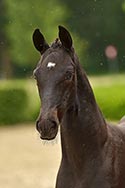 Pinot-Noir Texel