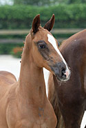 KARAMEL'S TOTO TEXEL