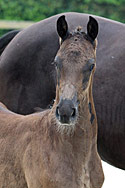 KEVIN COSTNER TEXEL