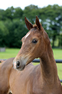 LAFAYETT 